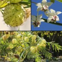 Faux cotonnier, Gomphocarpus fruticosus