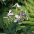 Saponaria officinalis - fleurs