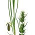 Carex otrubae - wikimedia commons