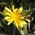 Scolymus hispanicus - Capitule