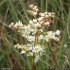 Filipendula vulgaris - inflorescence
