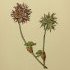 Trifolium stellatum - wikimedia commons