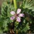 Erodium cicutarium - fleur