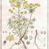 Euphorbia cyparissias - wikimedia commons