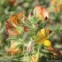 Ononis natrix - inflorescence
