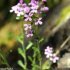 Erinus alpinus - fleurs
