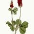 Trifolium incarnatum - wikimedia commons