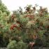 Juniperus oxycedrus - fruits