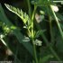 Torilis nodosa - feuille, inflorescence