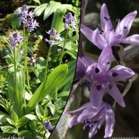Jacinthe des Pyrénées, Tractema lilio-hyacinthus