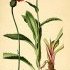 Carduus defloratus - wikimedia commons