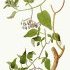 Solanum dulcamara - wikimedia commons