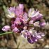 Allium roseum subsp. roseum - inflorescence