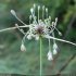 Allium oleraceum - inflorescence