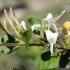Lonicera japonica - fleurs