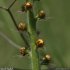 Agrimonia eupatoria - bouton