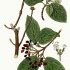 Viburnum lantana - wikimedia commons