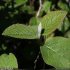Viburnum lantana - feuilles