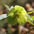 Helleborus viridis - fleur