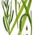 Carex pendula - wikimedia commons