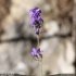 Lavandula angustifolia - inflorescence