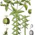 Euphorbia lathyris - wikimedia commons