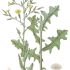 Lactuca serriola - wikimedia commons