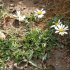 Leucanthemum coronopifolium