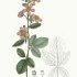 Rubus fruticosus - wikimedia commons