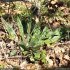 Pulmonaria longifolia - feuilles