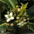 Ilex aquifolium - fleurs femelles