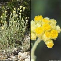 Immortelle, Helichrysum stoechas
