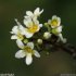 Saxifraga paniculata - fleurs