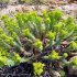 Euphorbia pithyusa - floraison