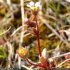 Saxifraga tridactylites - inflorescence