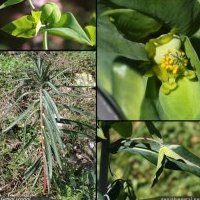 Euphorbe épurge, Euphorbia lathyris