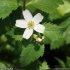 Ranunculus aconitifolius - fleur