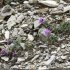 Campanula alpestris et Linaria alpina