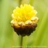 Trifolium badium - inflorescence