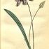 Catananche caerulea - wikimedia commons