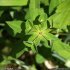 Euphorbia dulcis s. incompta - inflorescence