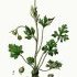 Ranunculus bulbosus - wikimedia commons