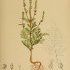 Ambrosia artemisiifolia - wikimedia commons