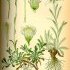 Leontopodium nivale - wikimedia commons