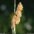 Carex flacca - épi mâle