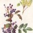 Berberis aquifolium - wikimedia commons