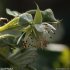 Rubus idaeus - fleur