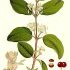 Lonicera xylosteum - wikimedia commons