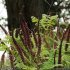 Amorpha fruticosa - inflorescence