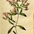Saponaria ocymoides - wikimedia commons